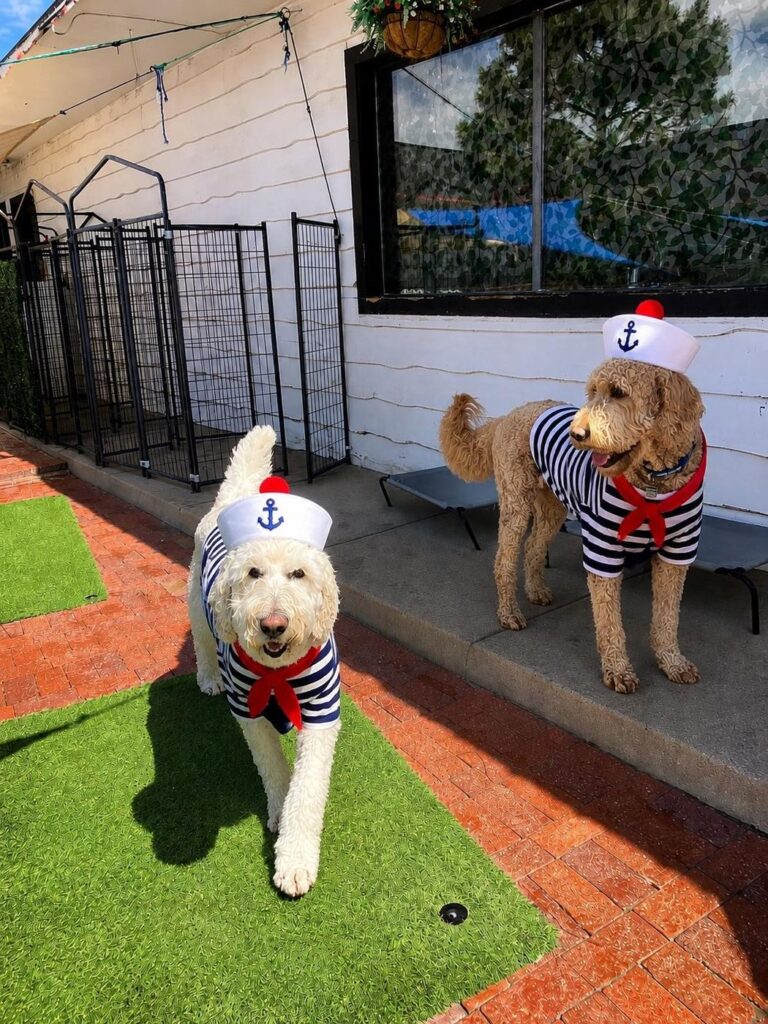 Happy guest at The Pet Ranch, photo 86