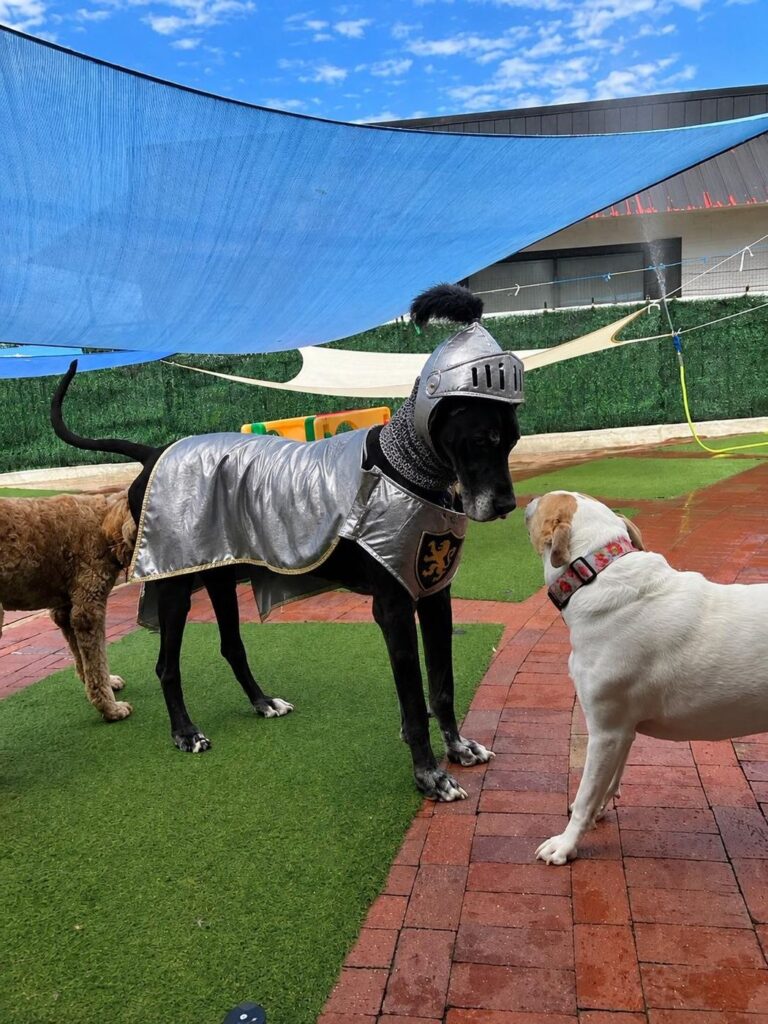 Happy guest at The Pet Ranch, photo 87