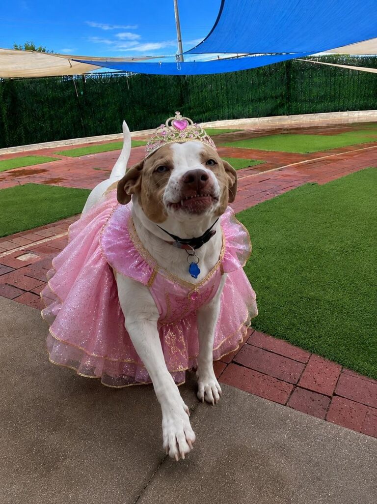 Happy guest at The Pet Ranch, photo 88