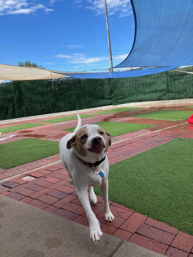 Happy guest at The Pet Ranch, photo 89