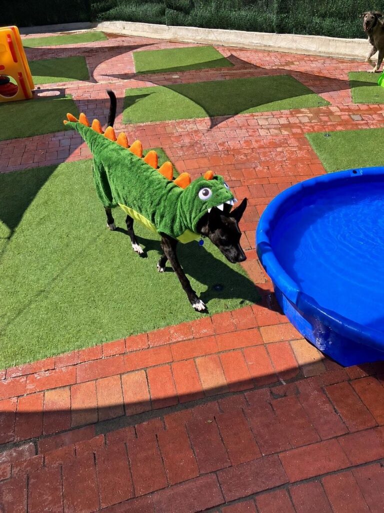 Happy guest at The Pet Ranch, photo 90