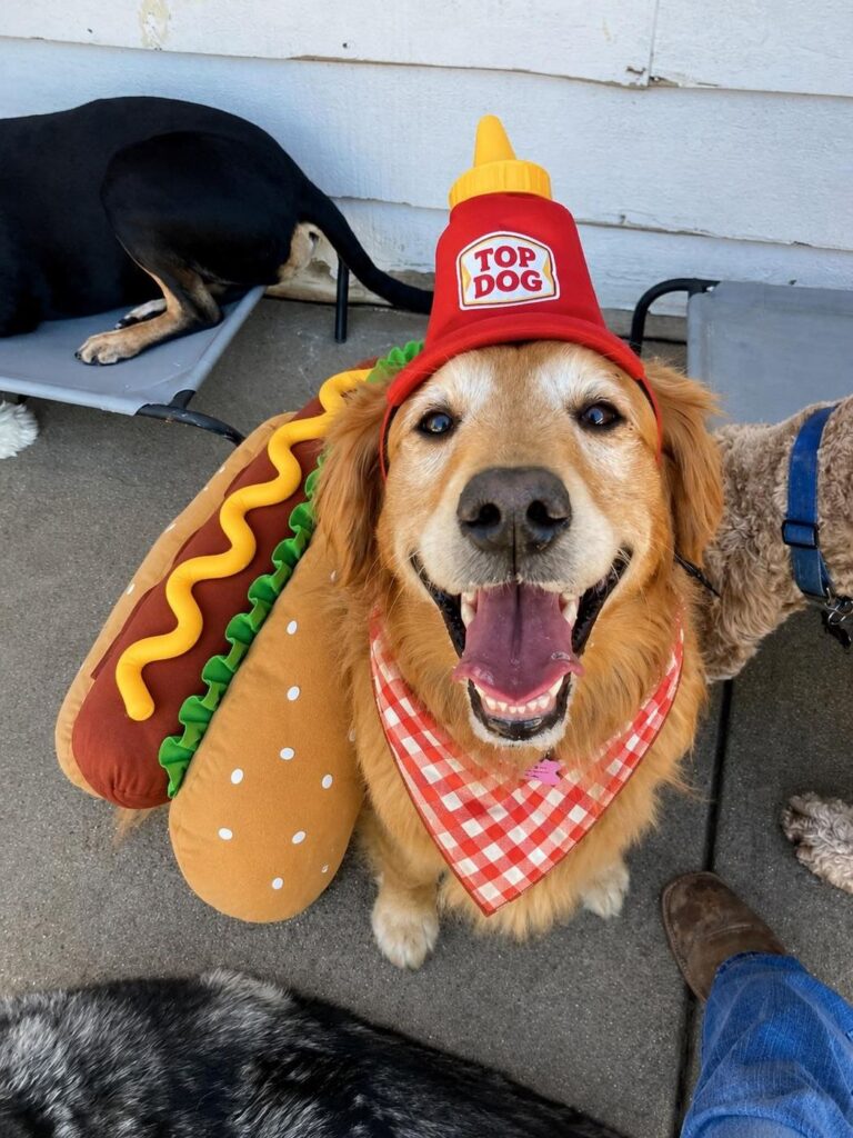 Happy guest at The Pet Ranch, photo 91