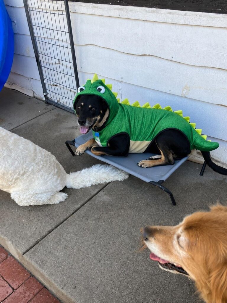 Happy guest at The Pet Ranch, photo 92