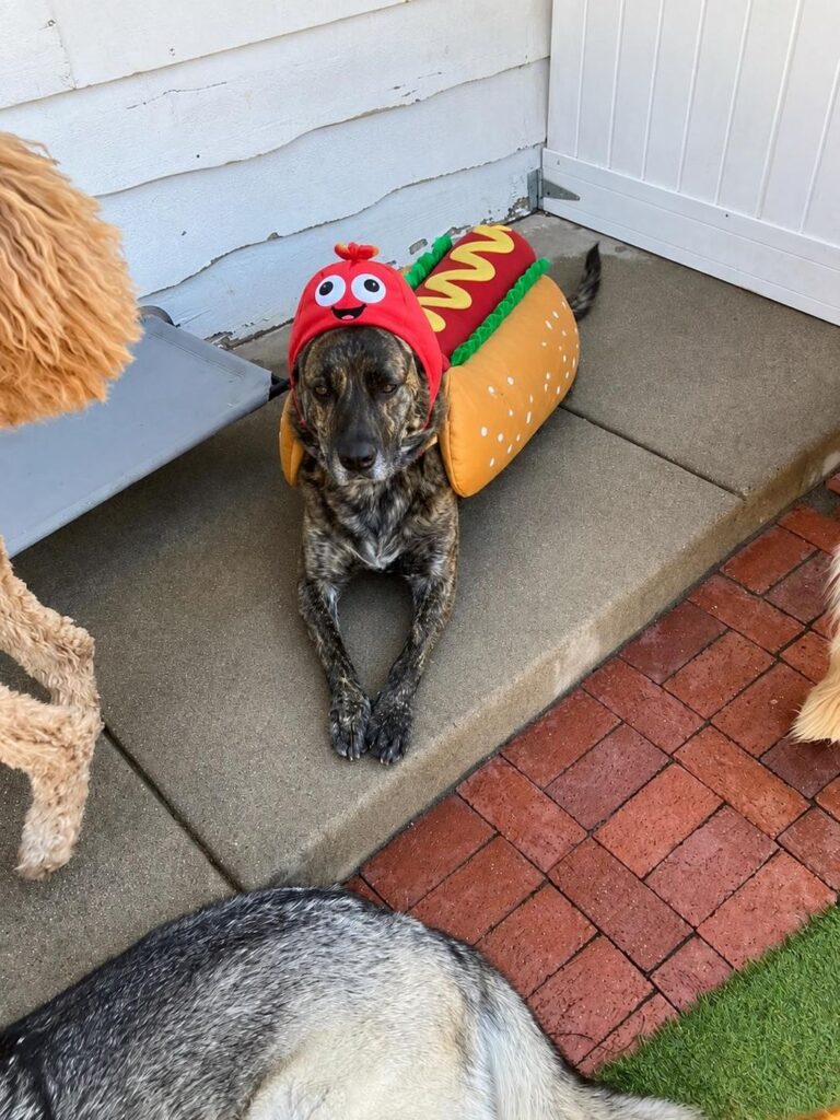 Happy guest at The Pet Ranch, photo 93
