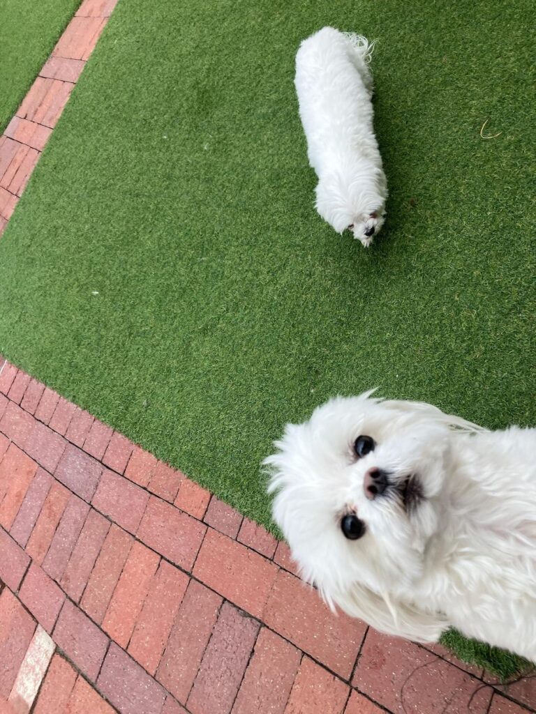 Happy guest at The Pet Ranch, photo 95