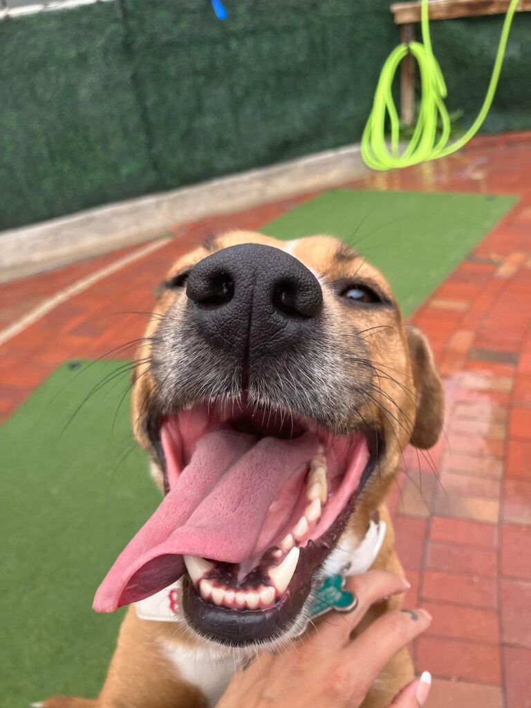 Happy guest at The Pet Ranch, photo 96