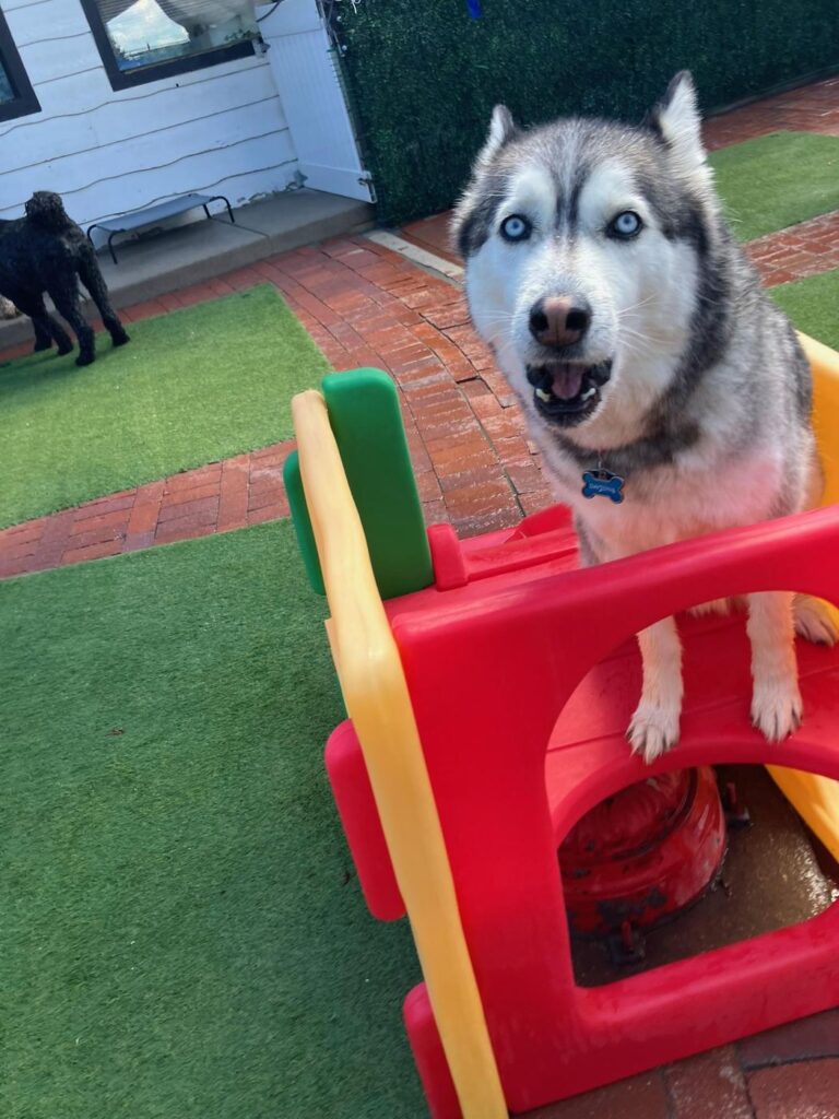Happy guest at The Pet Ranch, photo 97