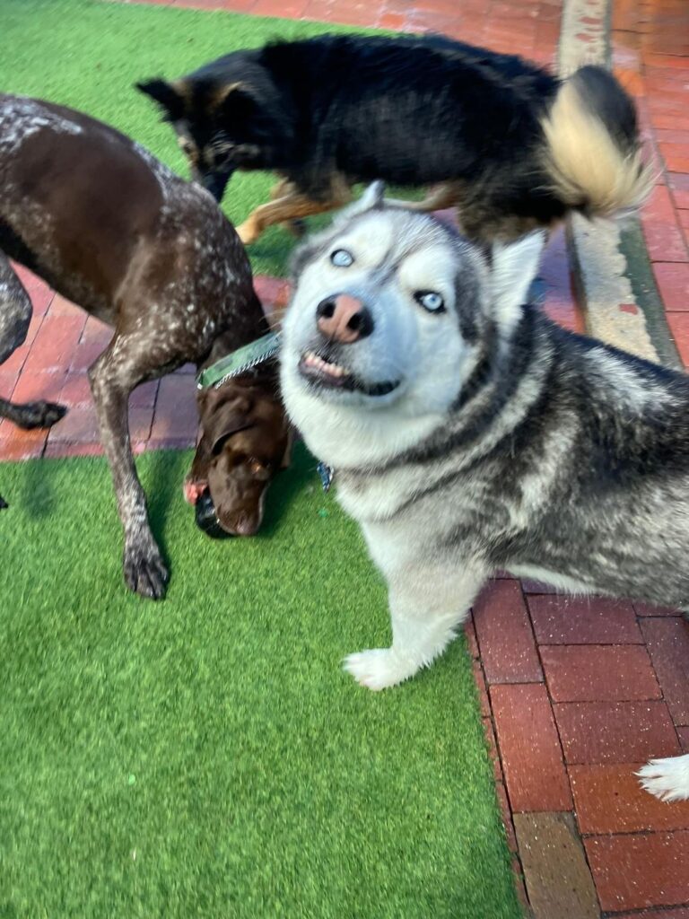 Happy guest at The Pet Ranch, photo 98
