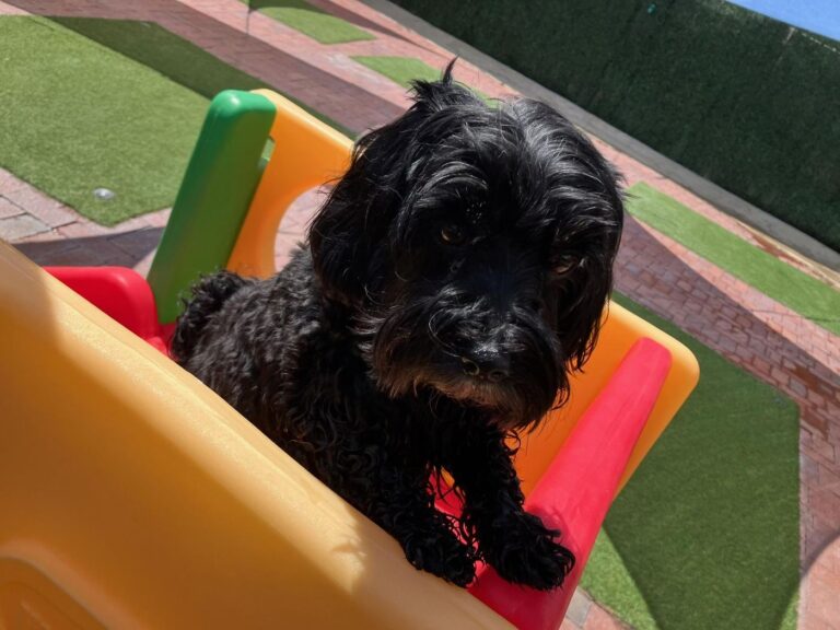 Happy guest at The Pet Ranch, photo 99