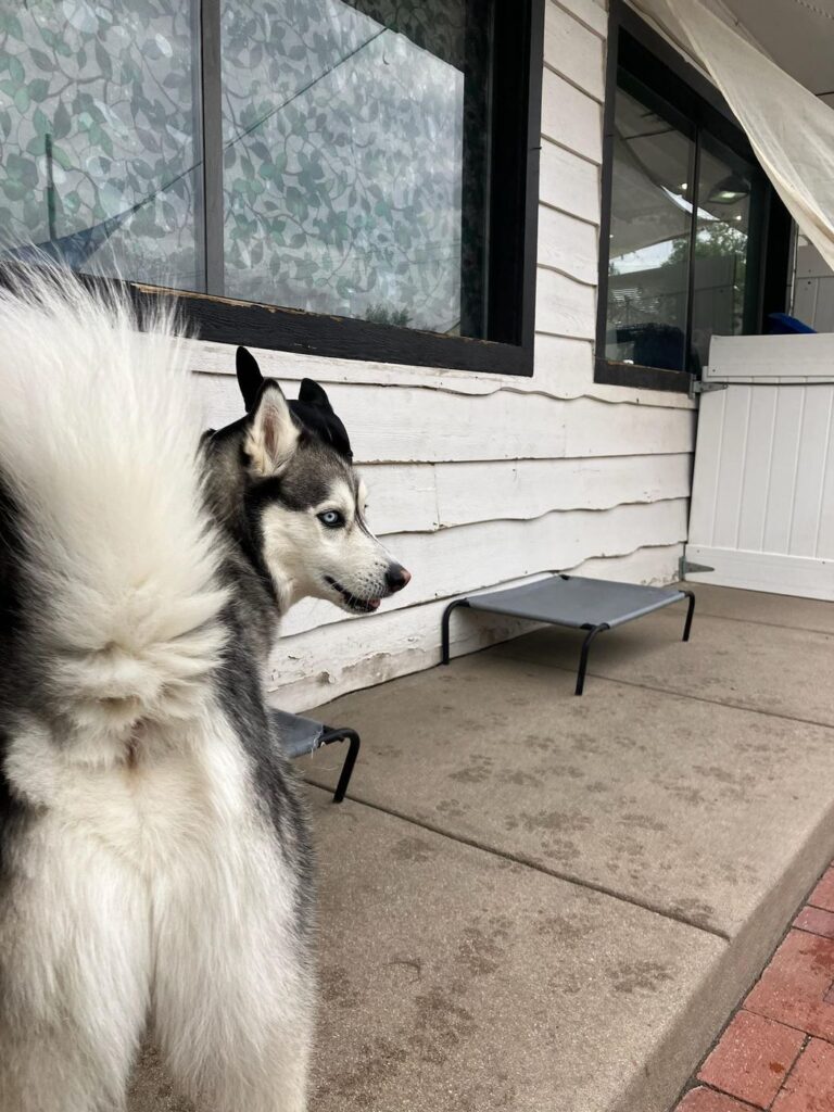 Happy guest at The Pet Ranch, photo 100