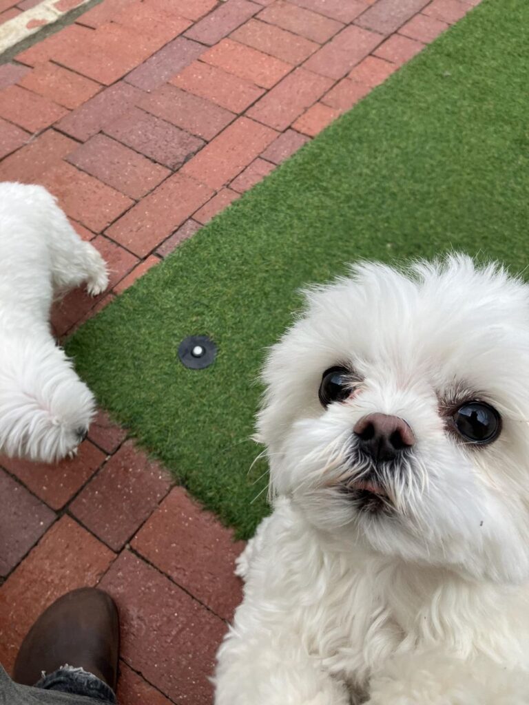 Happy guest at The Pet Ranch, photo 101