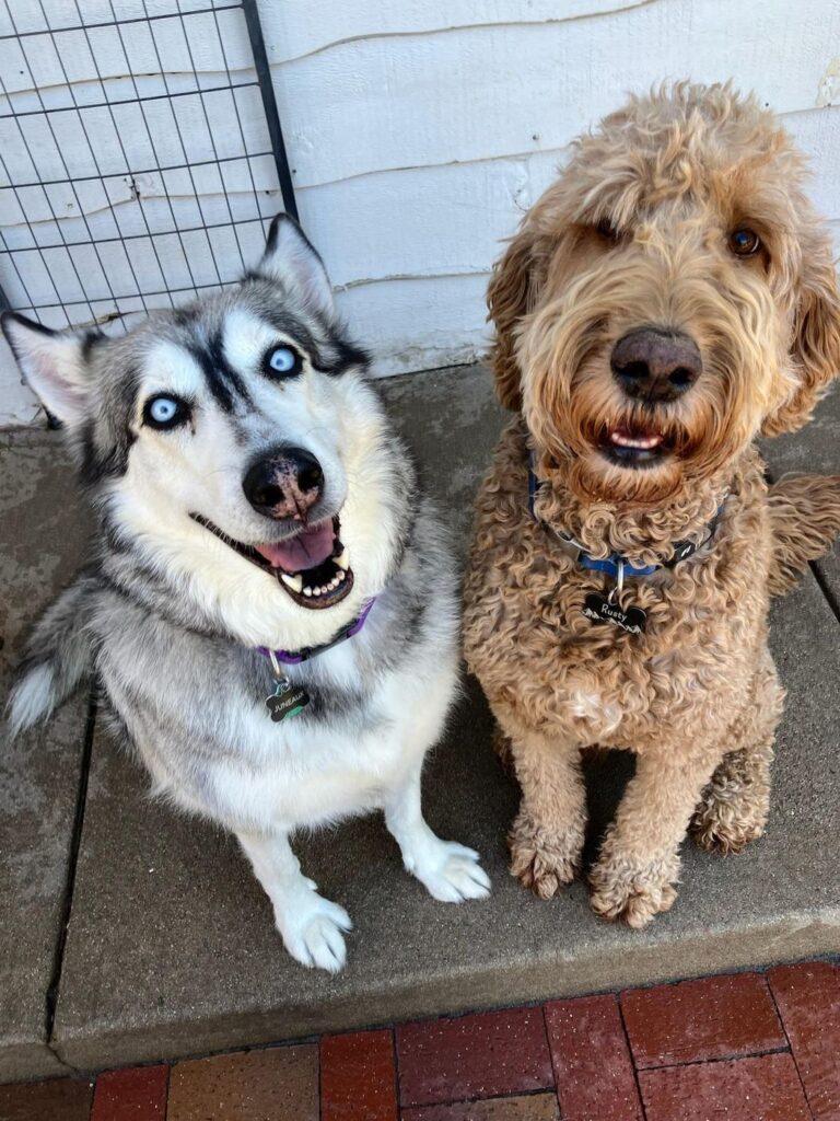 Happy guest at The Pet Ranch, photo 102