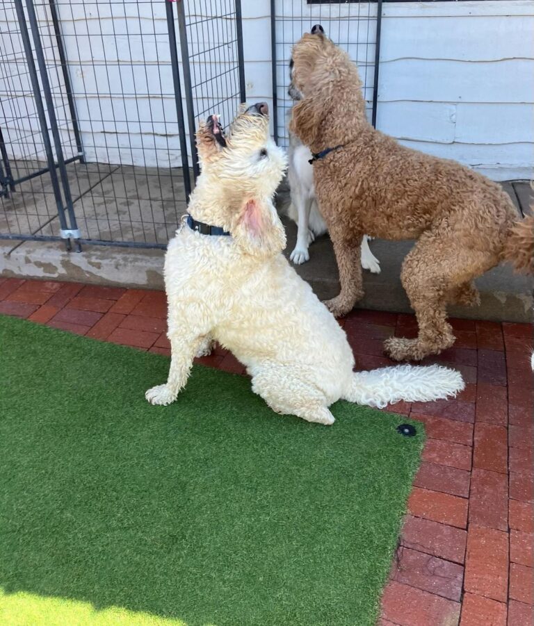Happy guest at The Pet Ranch, photo 103