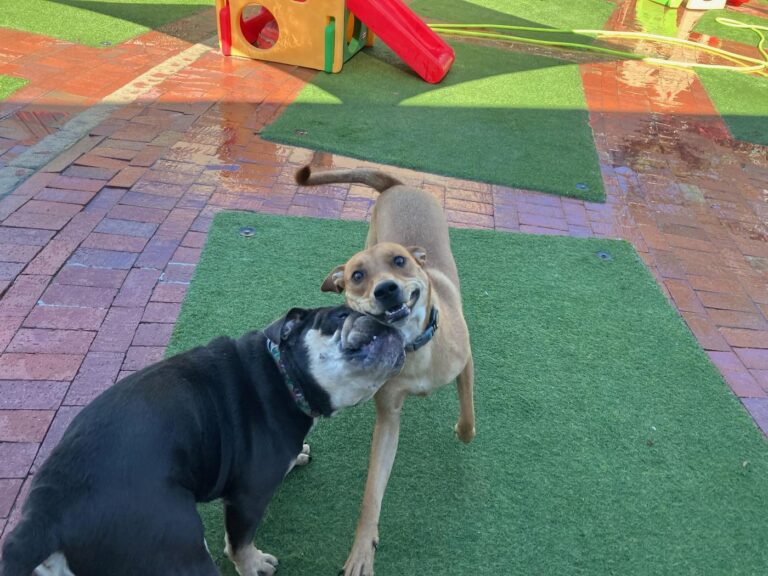 Happy guest at The Pet Ranch, photo 104