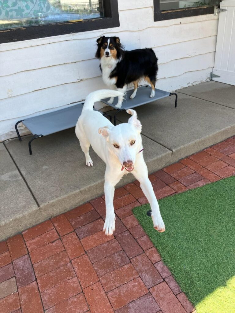 Happy guest at The Pet Ranch, photo 105