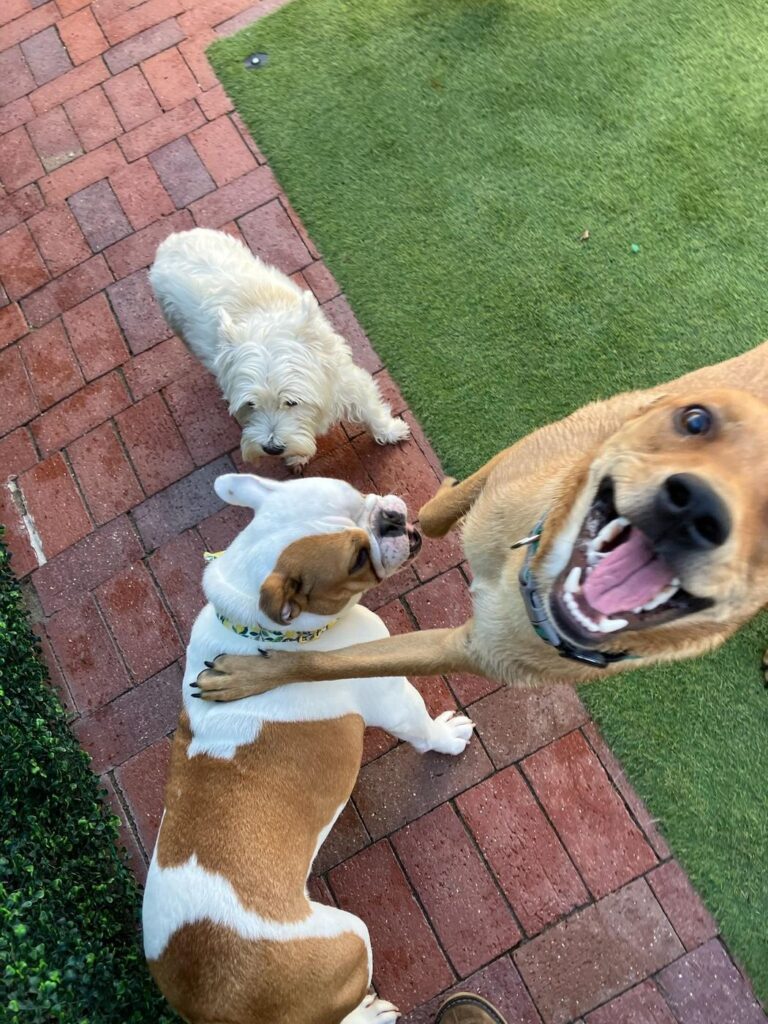 Happy guest at The Pet Ranch, photo 106
