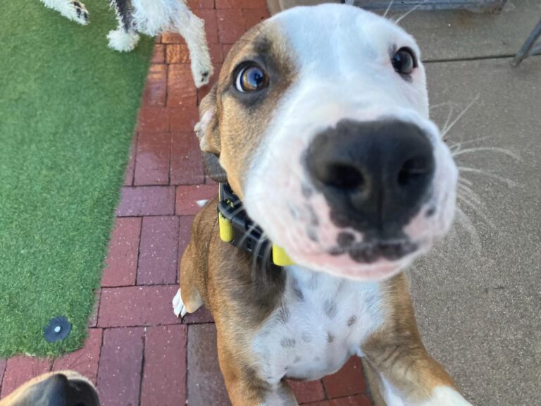 Happy guest at The Pet Ranch, photo 107