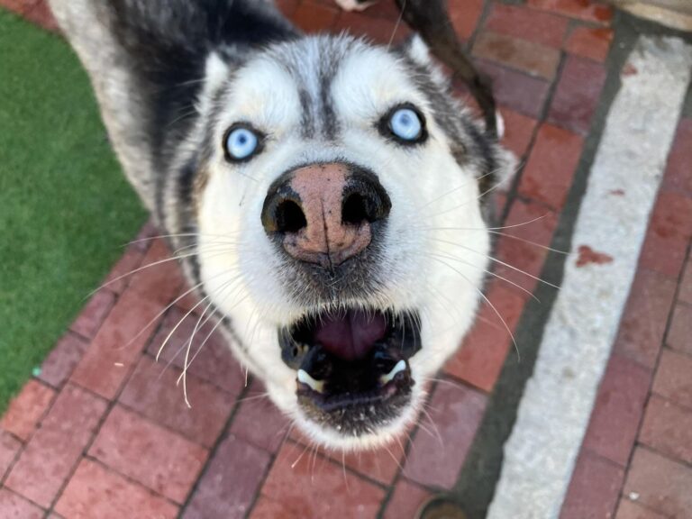 Happy guest at The Pet Ranch, photo 108