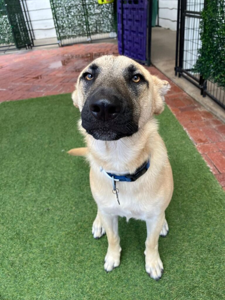 Happy guest at The Pet Ranch, photo 109