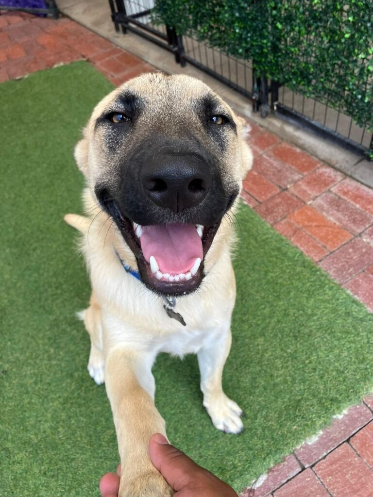 Happy guest at The Pet Ranch, photo 110