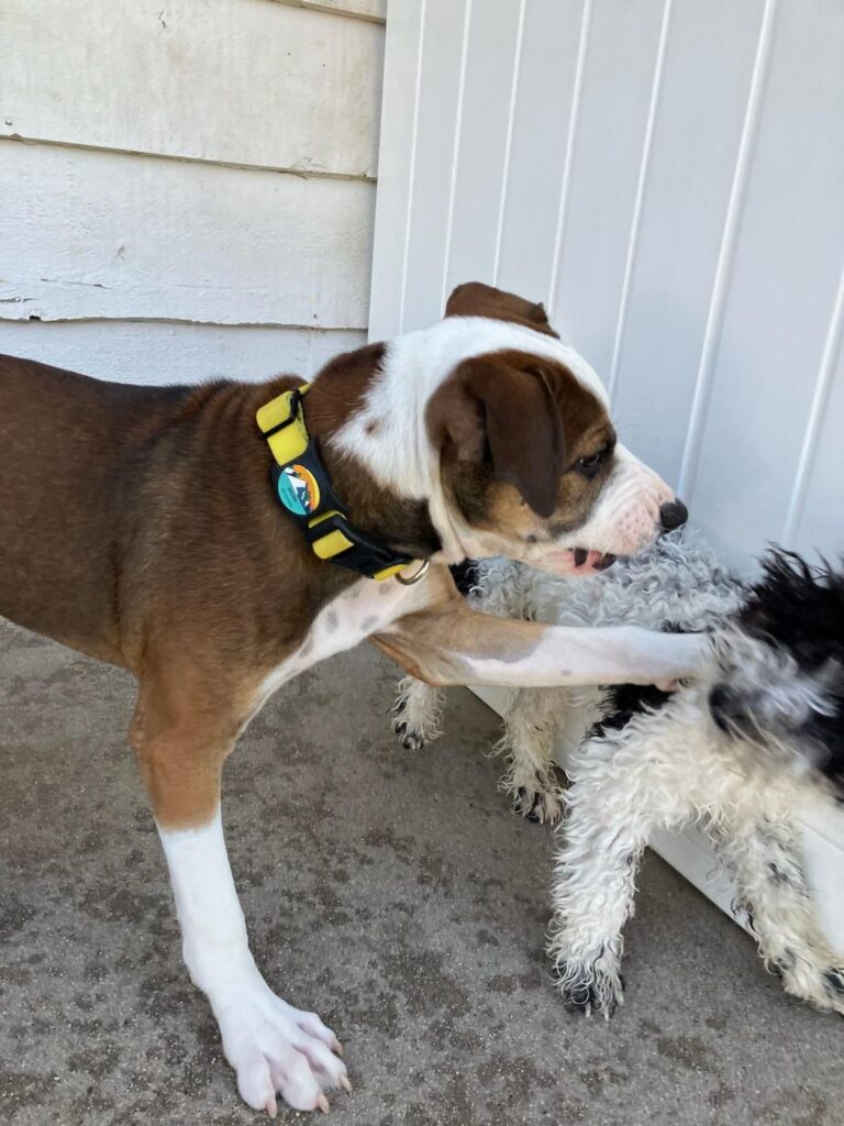 Happy guest at The Pet Ranch, photo 111