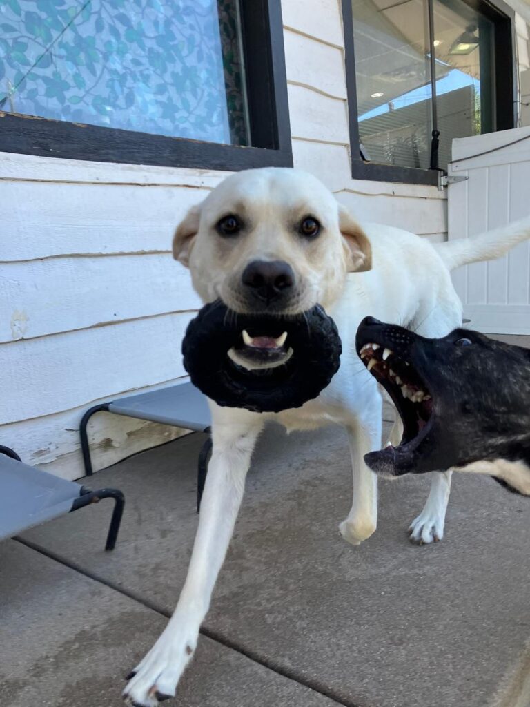Happy guest at The Pet Ranch, photo 112