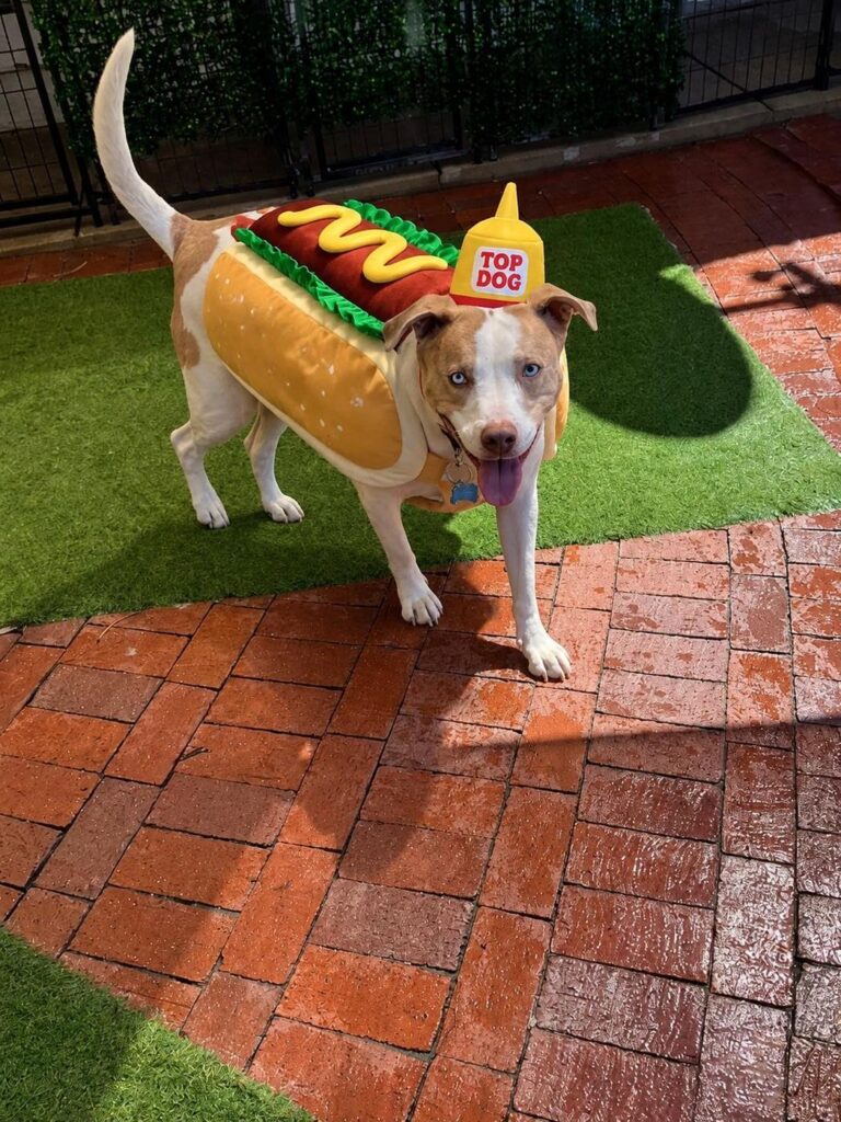 Happy guest at The Pet Ranch, photo 113
