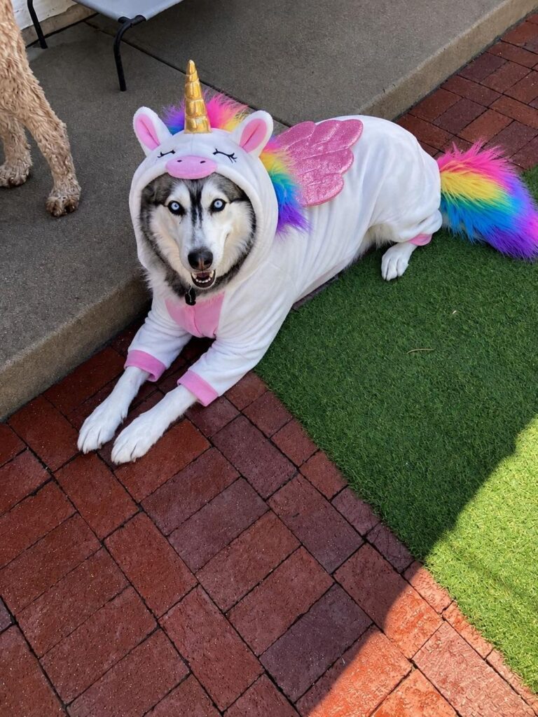 Happy guest at The Pet Ranch, photo 114