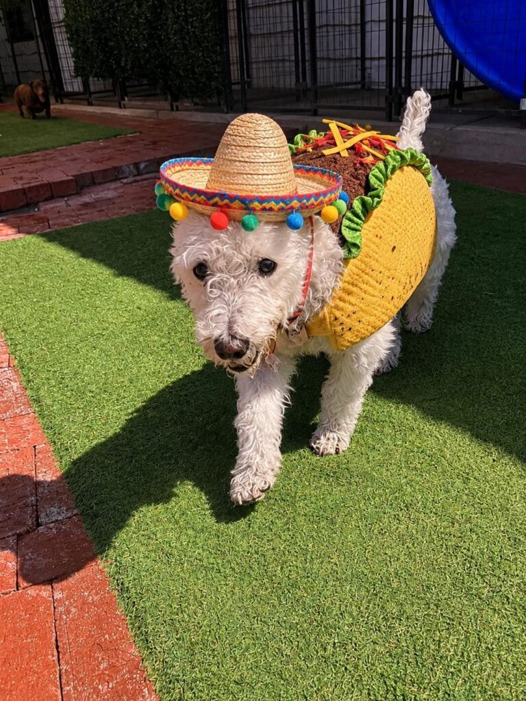 Happy guest at The Pet Ranch, photo 118