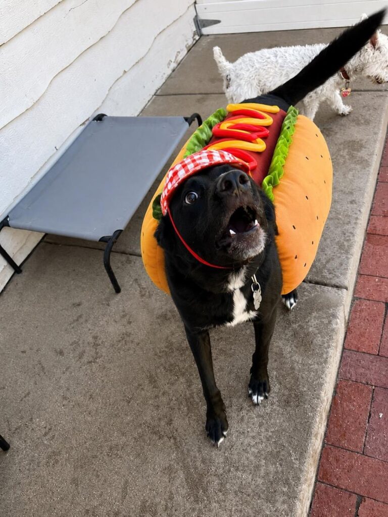 Happy guest at The Pet Ranch, photo 119