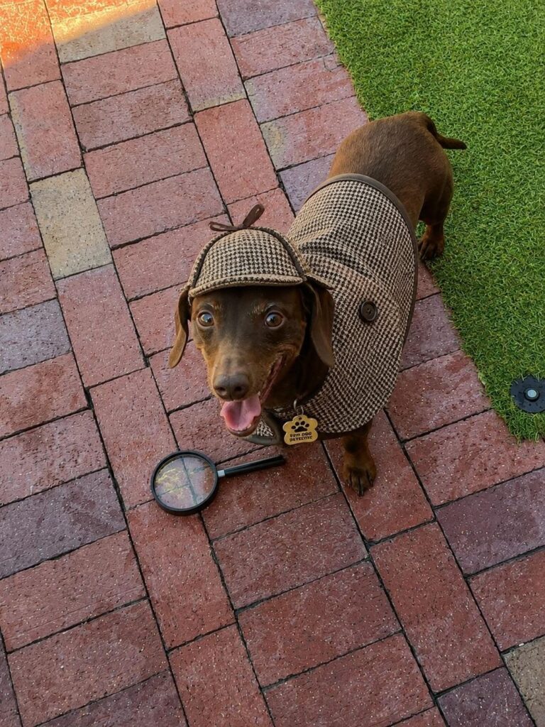 Happy guest at The Pet Ranch, photo 120