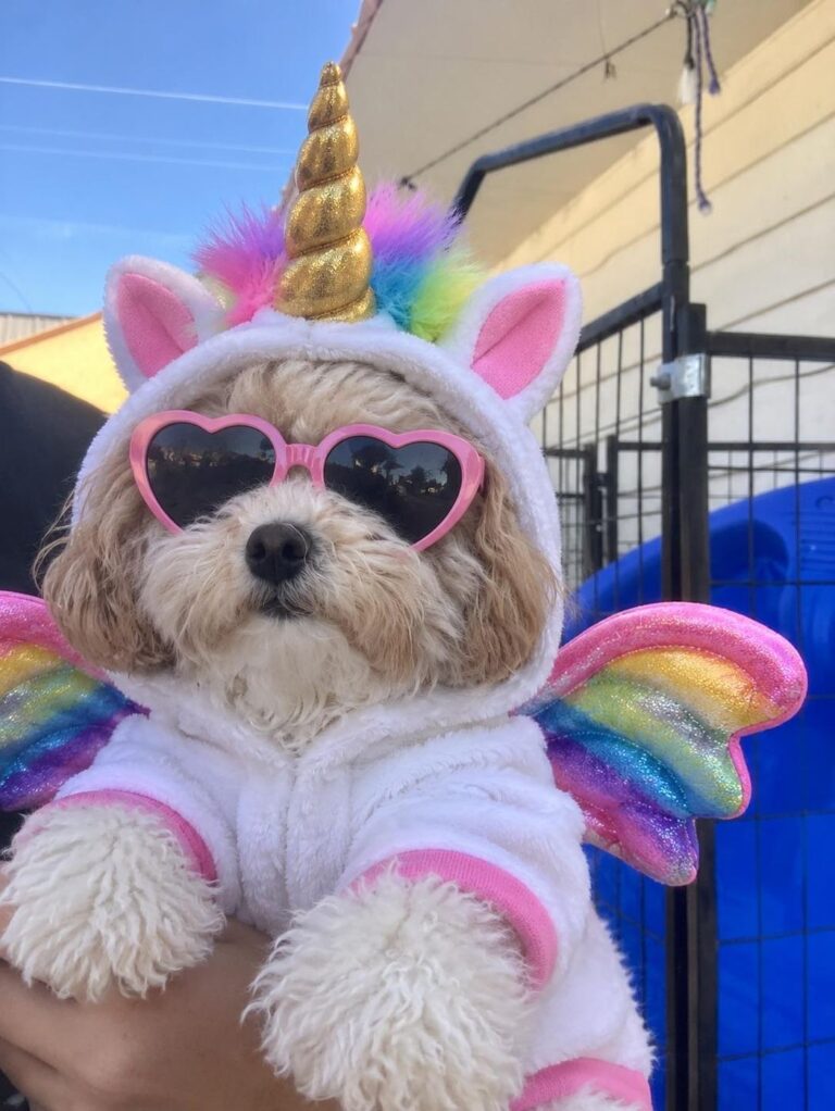 Happy guest at The Pet Ranch, photo 121