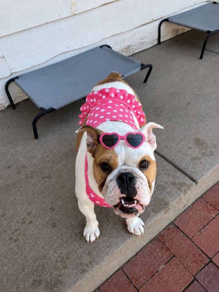 Happy guest at The Pet Ranch, photo 122