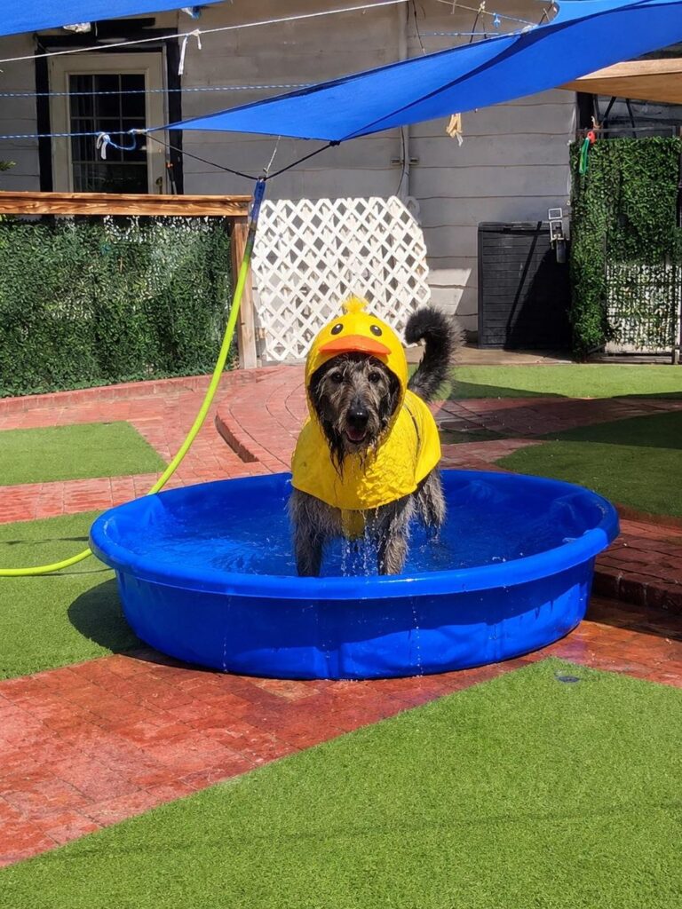 Happy guest at The Pet Ranch, photo 123