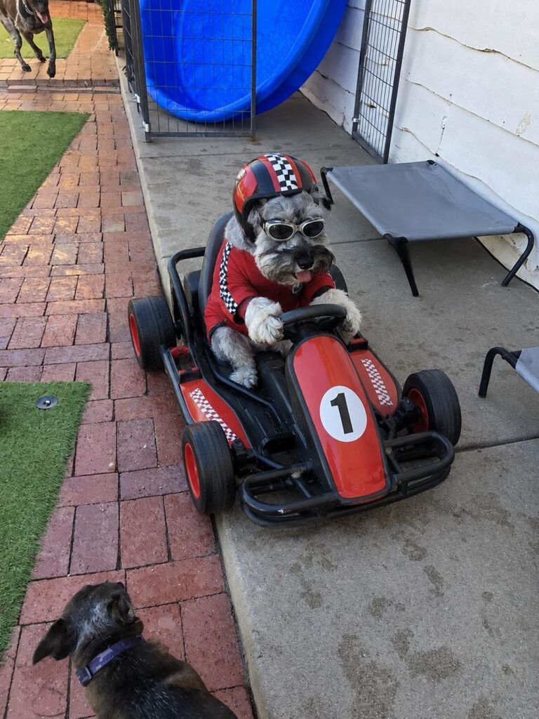 Happy guest at The Pet Ranch, photo 124