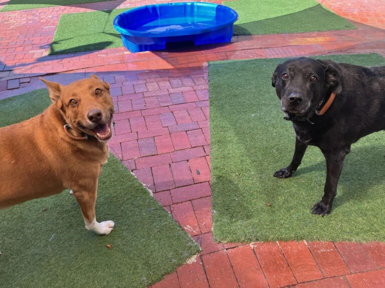 Happy guest at The Pet Ranch, photo 125