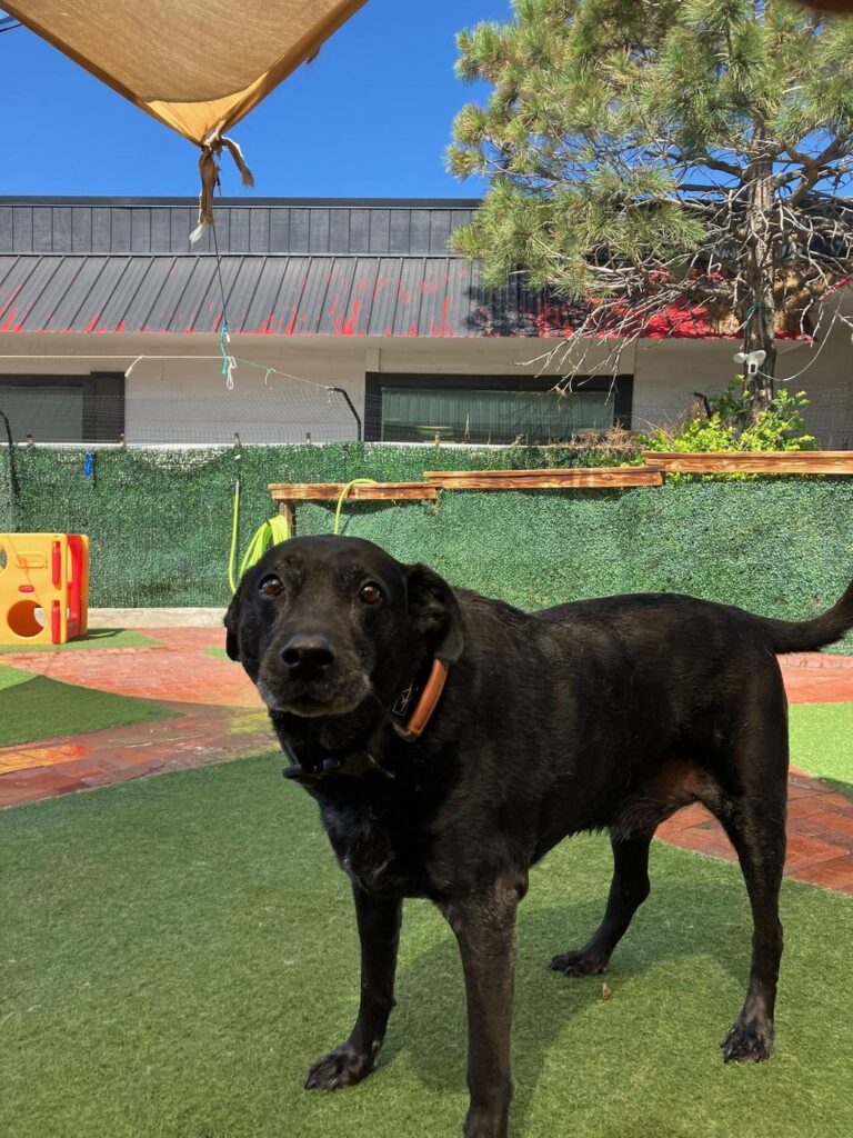 Happy guest at The Pet Ranch, photo 126