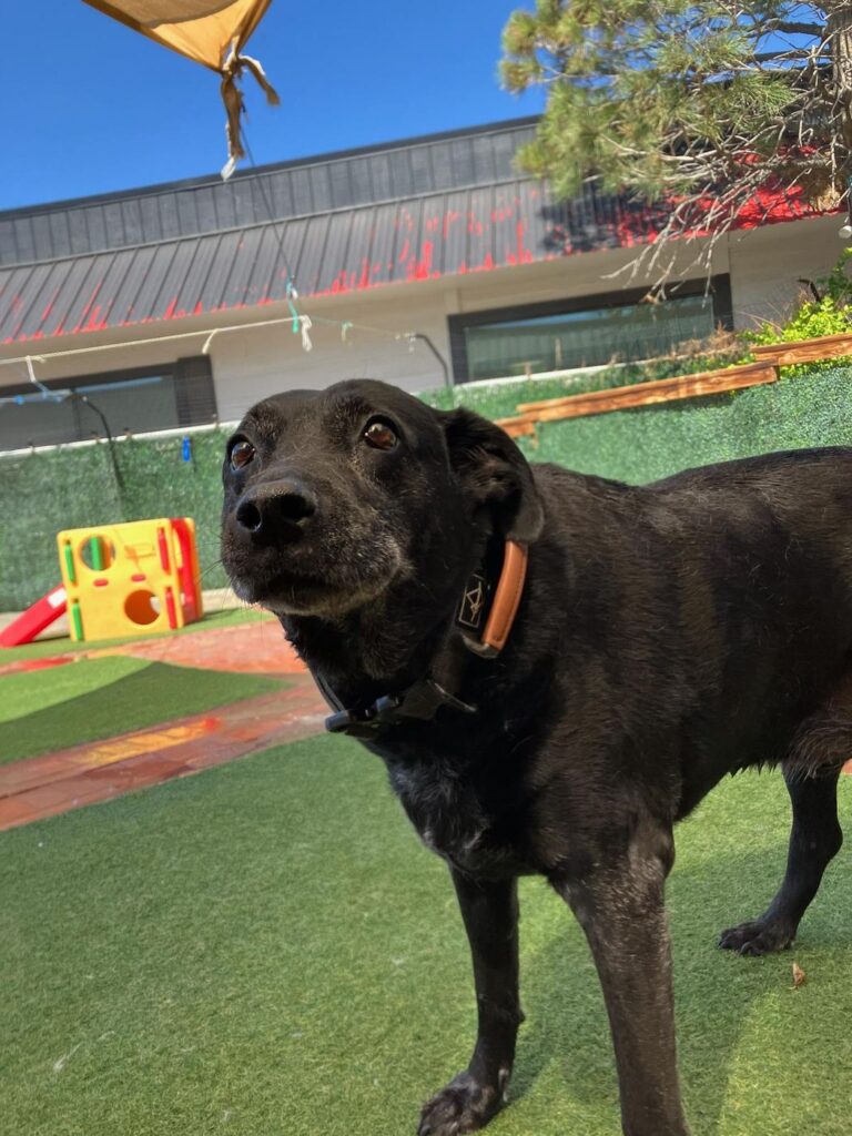 Happy guest at The Pet Ranch, photo 127