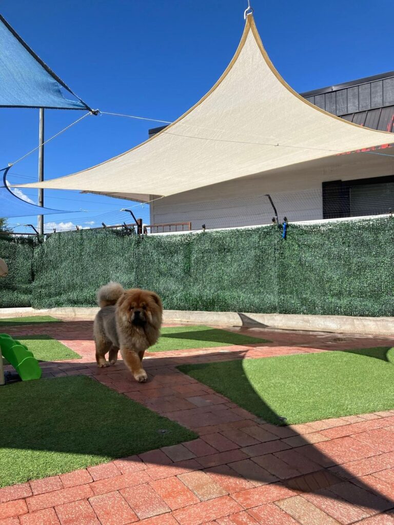 Happy guest at The Pet Ranch, photo 128