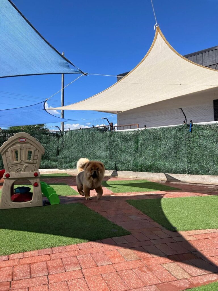 Happy guest at The Pet Ranch, photo 129