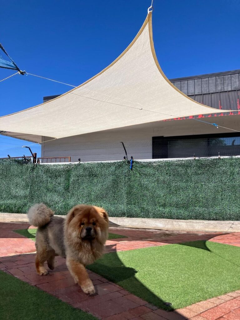 Happy guest at The Pet Ranch, photo 130