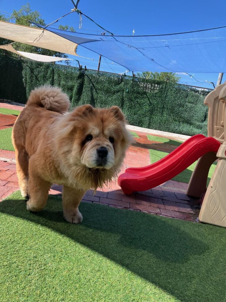 Happy guest at The Pet Ranch, photo 131