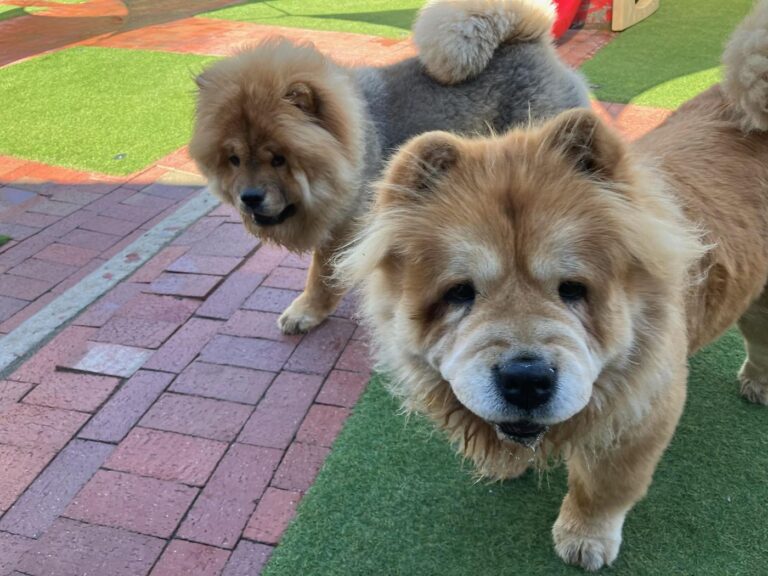 Happy guest at The Pet Ranch, photo 132