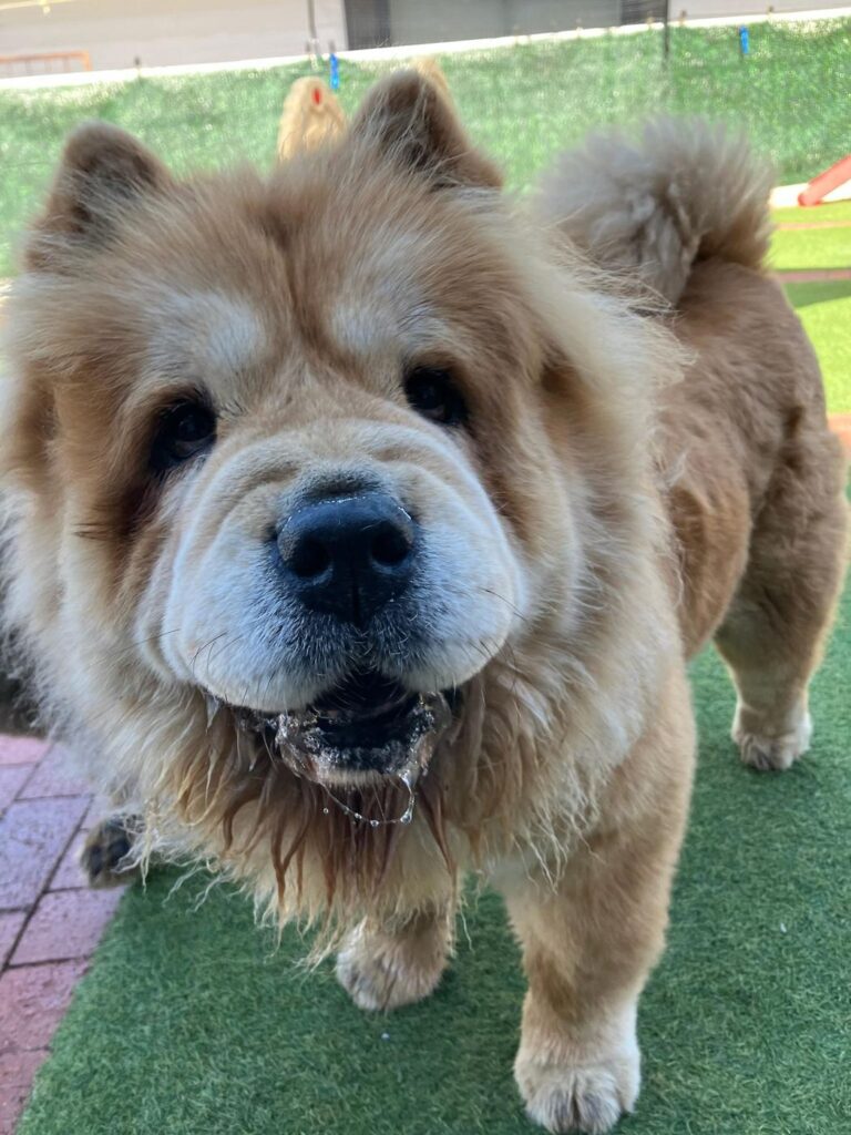 Happy guest at The Pet Ranch, photo 133