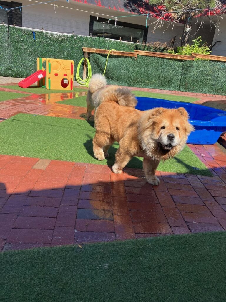 Happy guest at The Pet Ranch, photo 134