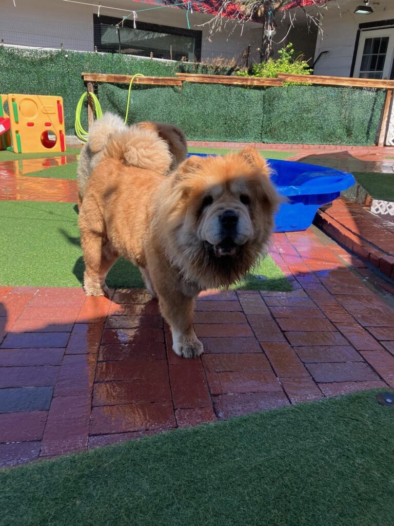 Happy guest at The Pet Ranch, photo 135