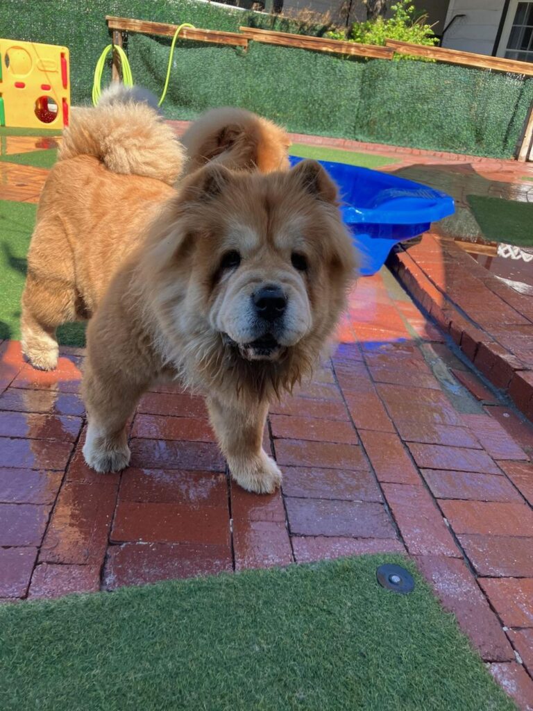 Happy guest at The Pet Ranch, photo 136