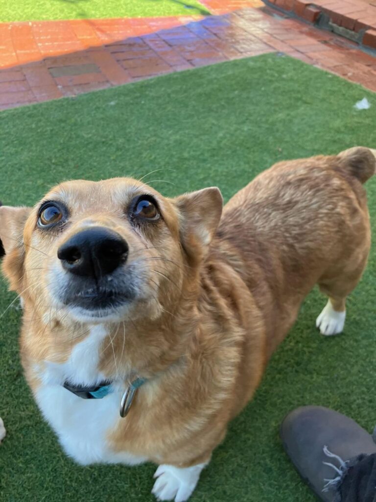 Happy guest at The Pet Ranch, photo 137