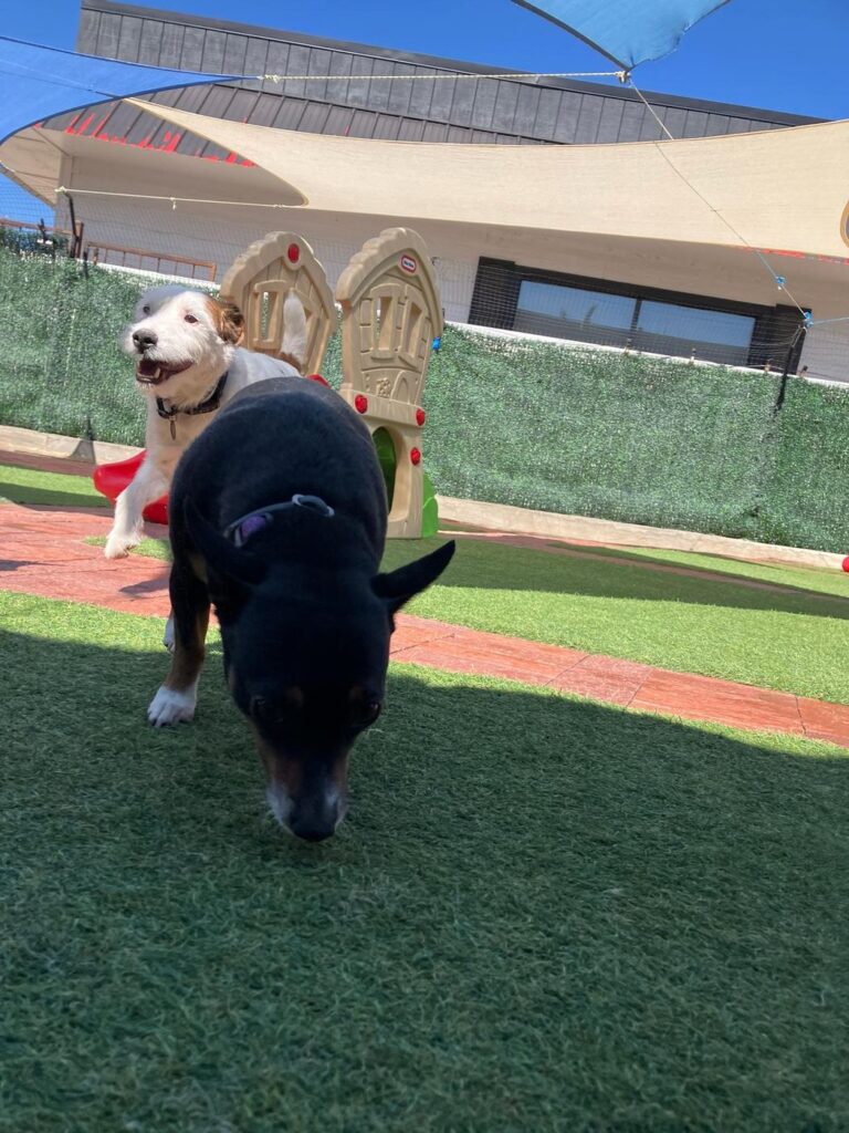 Happy guest at The Pet Ranch, photo 138