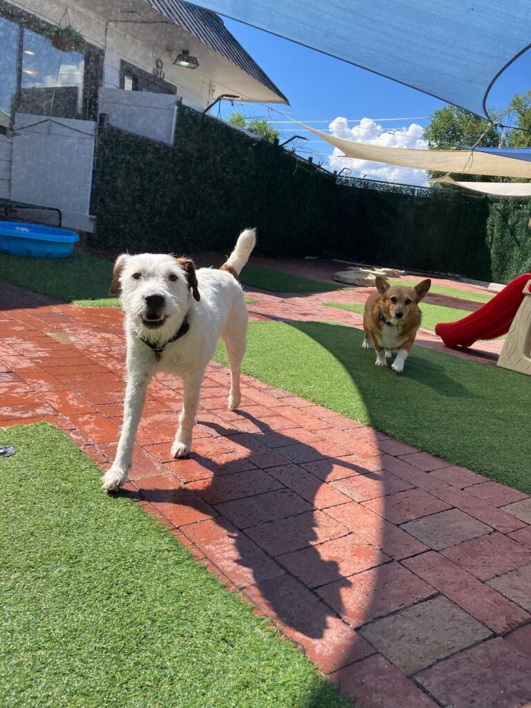 Happy guest at The Pet Ranch, photo 139